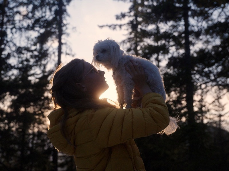 Slika - Mali psi glasno laju