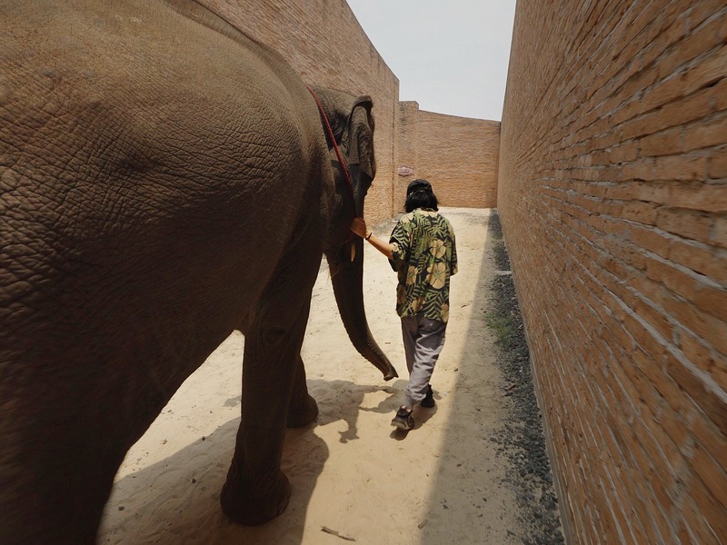 Slika - Velike uši slušaju nogama