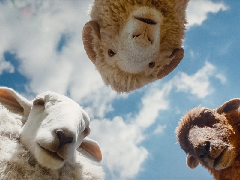 Slika - OVCE DETEKTIVI