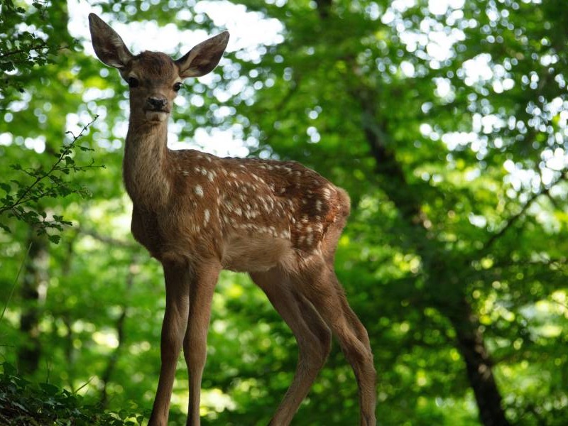 Slika - Senzorna projekcija: Bambi: Priča o životu u šumi - SINK