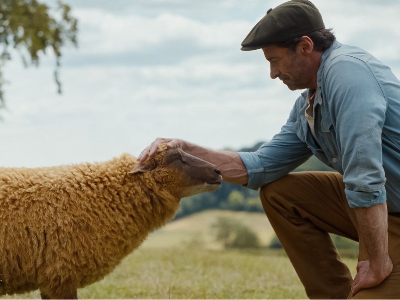 Slika - OVCE DETEKTIVI